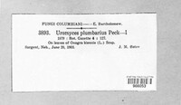 Uromyces plumbarius image